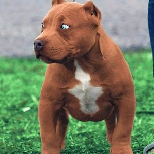 Meet your Posher, Angelo